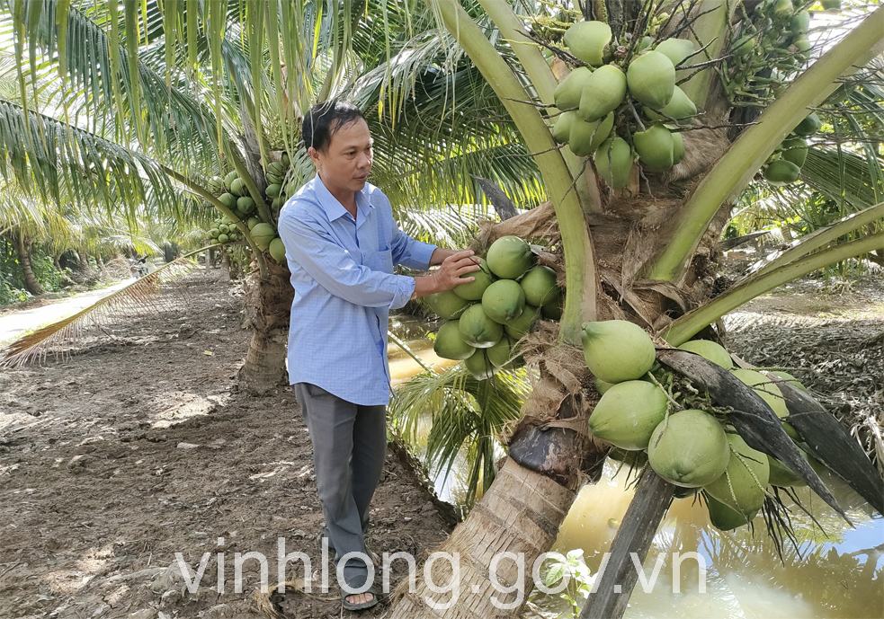 Vĩnh Long đẩy mạnh xây dựng mã số vùng trồng, nâng cao chất lượng nông sản xuất khẩu